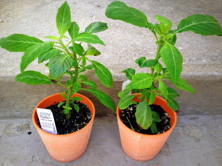 Salvia divinorum plants