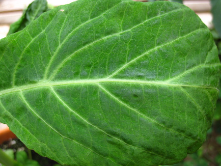 Salvia divinorum plant leaf close-up showing green irridescence
