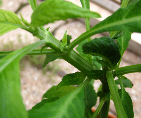 Salvia divinorum plant bunch showing square stem shape